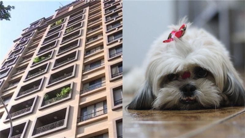 女兒遭狗咬！父偷抓西施犬12樓拋下