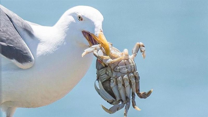 獨／粉紅罷工逆轉勝！竟是破長榮風水