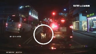 狠心飼主！趕狗下車棄養…民眾看傻眼
