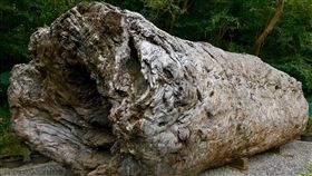 高雄,牛樟木,那瑪夏千年牛樟KAMANU,原住民傳統文化