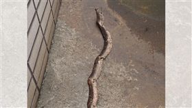 蛇皮,繩子,脫皮,石棉帶,染色(圖/翻攝自爆廢公社二館)