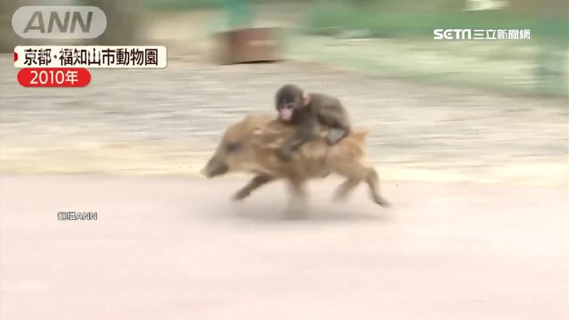 野豬騎士彌猴落跑！逃園10天終尋回