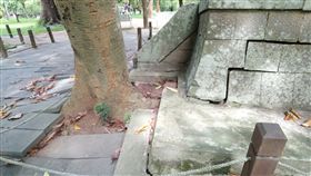 嘉義市,神社遺址,樹根入侵,移植,修復