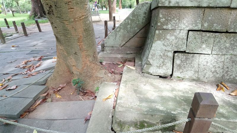 嘉義神社遺址　遭樹根入侵須移植