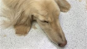 台北市,動保處,臘腸犬,虐傷,保育