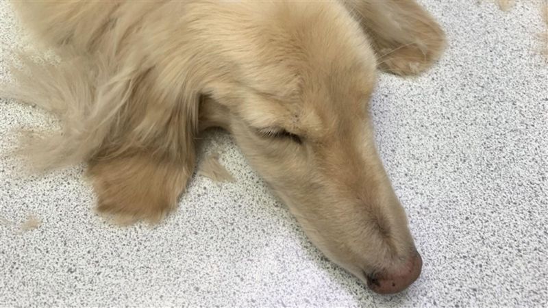 臘腸犬疑遭虐傷　北市動保處將約談
