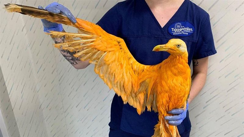 英發現金色怪鳥！竟是海鷗摔進咖哩鍋