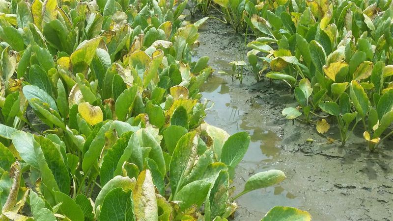 高雄連日降雨菜圃泡水　菜價漲聲起