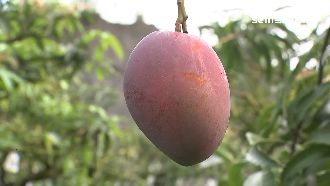 愛文芒果如鑽石　銷日年產值破10億