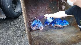 北市家禽市場檢出禽流感　銷毀凍存屠體