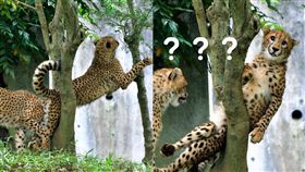 （圖／翻攝自推特@nanata35047722）日本,獵豹,卡住