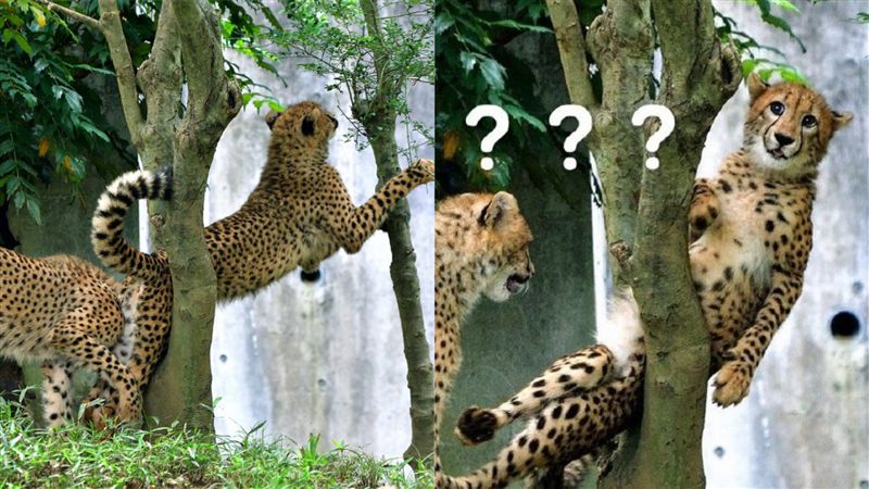 卡在樹中間！牠回頭一臉「獵豹問號」