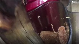 飲料店,水果,手搖飲,連鎖,甘茶度。(圖/翻攝自新浪視頻)