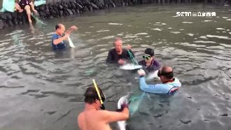 上百隻拉崙入雙心石滬　40年首見！