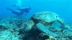 小琉球,海龜。（圖／高鐵提供）