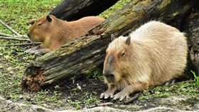 台北市立動物園,熱帶雨林室內館,穿山甲館,Pangolin Dome,暑假,動物園,水豚
