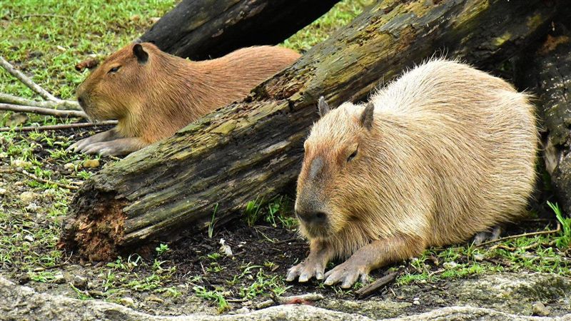 動物園必遊景點！穿山甲館正式開放啦