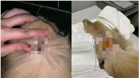 台北,台師大,虐狗,球員（圖／翻攝dcard）