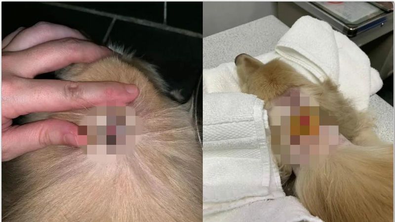 台師大女球員認虐狗！手沾狗尿怒失控