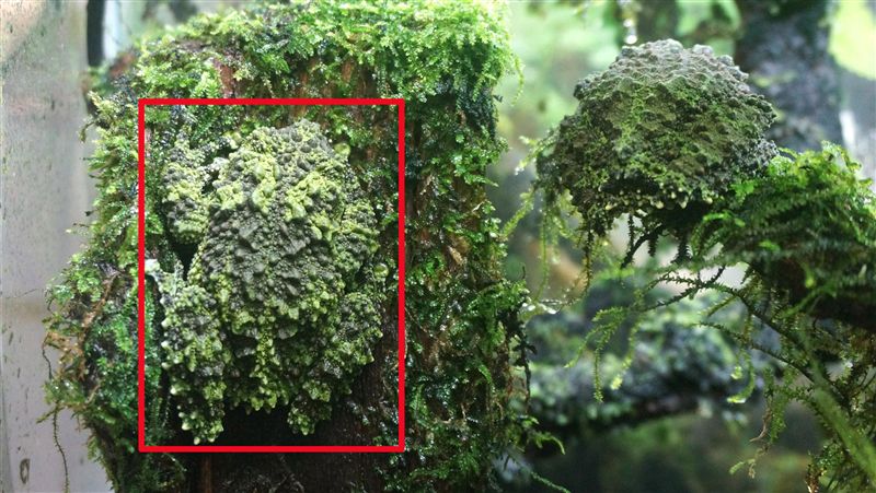 蛙如其名　「苔蘚蛙」停在石上難辨認