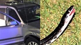 美國,搶劫,劫車,蛇,南卡羅萊納州。(圖/翻攝自Greenville Police Department臉書)