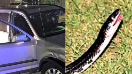 狂女帶蛇劫車　拿黑蛇猛甩駕駛搶走車
