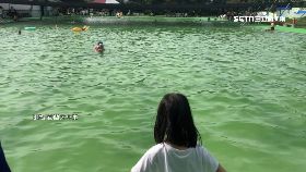 綠藻泳池嚇1600