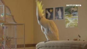 文 鸚鵡是舞王1700