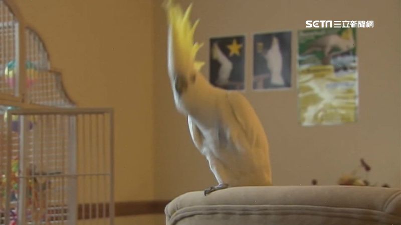 鸚鵡竟自創14種舞步！科學家都驚呆