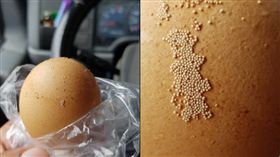 卵蛋殼黏「整片小米」密集炸！送蛋司機驚問：卵嗎　養雞人曝正解…長知識了(圖/翻攝自爆廢公社)