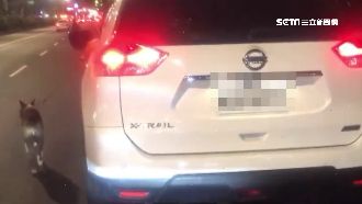 直擊狗主人「開車遛狗」　他傻眼氣炸
