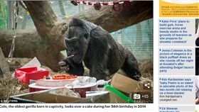 大猩猩愛派對。（圖／翻攝自《每日郵報》）