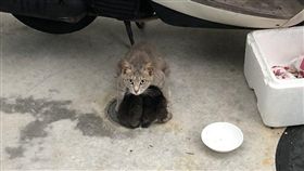 九州.暴雨,母貓,幼貓,躲雨。(圖/翻攝自推特)