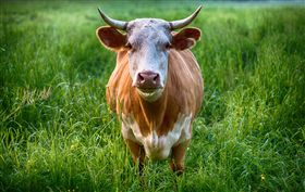 牛,公牛,母牛,農場（圖／翻攝自pixabay）