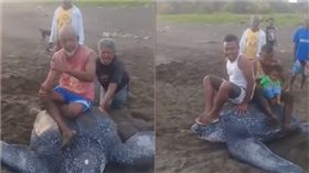 海龜遭戲謔。（圖／翻攝自Zolex Reporters youtube）