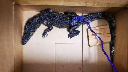 入境檢查…海關驚見「半尺長尼羅鱷」