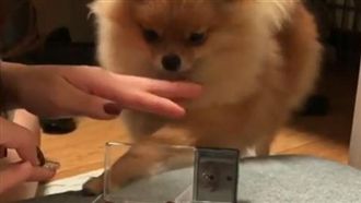 媽咪做美甲　小博美「伸手」：我也要