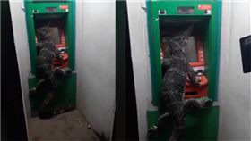 甚麼？這是「四腳獸」嗎？泰國一名網友在臉書上傳一段影片，影片中可以看到一隻巨大的蜥蜴居然爬上了一台ATM，整個人霸占螢幕，看起來就像是要「領錢」，讓目擊的民眾哭笑不得，只能乖乖排隊，等待蜥蜴自動離開。（圖／翻攝自กฏมีไว้แหก臉書）
