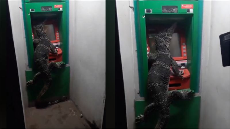 巨獸爬ATM「提款」？民眾全看傻眼
