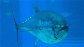 太平洋黑鮪（圖／翻攝自維基百科）