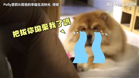 「把拔你不愛我了嗎？」鬆獅犬地位遭牠取代