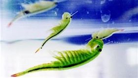 大陸,成都,仙女蝦,沸水。(圖/翻攝自鳳凰網)