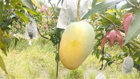 愛文芒果死對頭！芒果界LV「夏雪」一顆近3百　嬌貴難顧
凃大發 李堯淙 炭疽病