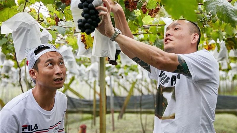 春風採蚵被譏笑：被歌星耽誤的蚵男