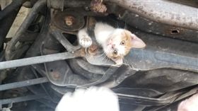 （１６：９）貓咪卡在汽車底盤，神情相當驚慌。（圖／翻攝自Midas of Frankfort臉書）