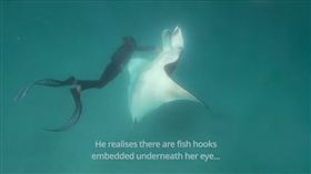 （圖／翻攝自ODN YouTube）澳洲,潛水,鬼蝠魟,魚鉤,求助