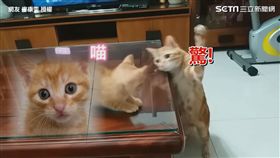▲正準備出拳時和小貓對望。（圖／網友 廖康雯 授權）
