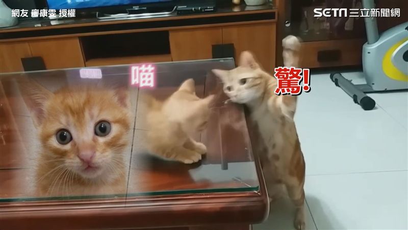 影／可愛就是任性！連喵皇都打不下去