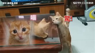 影／可愛就是任性！連喵皇都打不下去