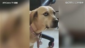 ▲Hera的眼神充滿嫌棄跟鄙視。（圖／AP／Caters TV　授權）